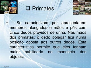  Primates

•       Se caracterizam por apresentarem
    membros alongados e mãos e pés com
    cinco dedos providos de unha. Nas mãos
    dos primatas, o dedo polegar fica numa
    posição oposta aos outros dedos. Esta
    característica permite que eles tenham
    maior habilidade no manuseio dos
    objetos.
 