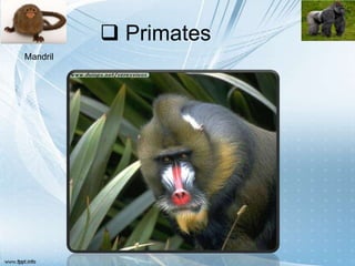  Primates
Mandril
 