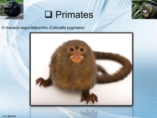  Primates
O macaco sagui-leãozinho (Cebuella pygmaea)
 