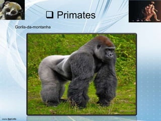  Primates
Gorila-da-montanha
 