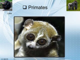  Primates
Lóris
 