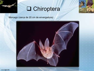  Chiroptera
Morcego (cerca de 20 cm de envergadura)
 