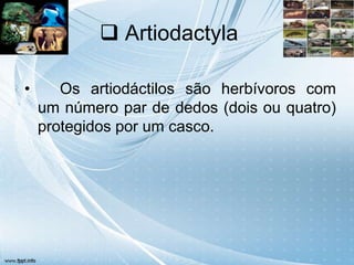  Artiodactyla

•      Os artiodáctilos são herbívoros com
    um número par de dedos (dois ou quatro)
    protegidos por um casco.
 