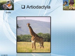  Artiodactyla
Girafa.
 