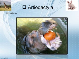  Artiodactyla
Hipopótamo.
 