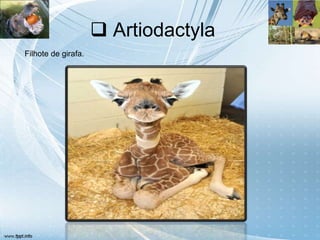  Artiodactyla
Filhote de girafa.
 