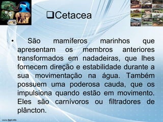 Cetacea

•      São    mamíferos     marinhos     que
    apresentam os membros anteriores
    transformados em nadadeiras, que lhes
    fornecem direção e estabilidade durante a
    sua movimentação na água. Também
    possuem uma poderosa cauda, que os
    impulsiona quando estão em movimento.
    Eles são carnívoros ou filtradores de
    plâncton.
 