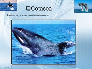 Cetacea
Baleia azul, o maior mamífero do mundo.
 