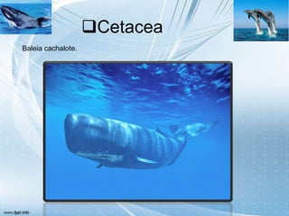 Cetacea
Baleia cachalote.
 