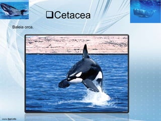 Cetacea
Baleia orca.
 