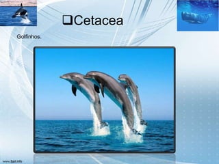 Cetacea
Golfinhos.
 