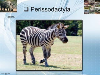  Perissodactyla
Zebra.
 