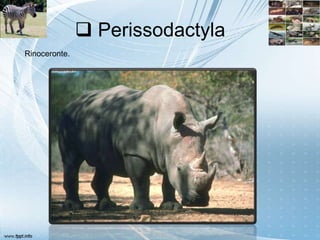  Perissodactyla
Rinoceronte.
 