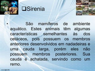 Sirenia

•           São mamíferos de ambiente
    aquático. Estes animais têm algumas
    características semelhantes às dos
    cetáceos, pois possuem os membros
    anteriores desenvolvidos em nadadeiras e
    uma cauda larga, porém eles não
    possuem membros posteriores. Sua
    cauda é achatada, servindo como um
    remo.
 
