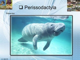  Perissodactyla
Peixe-boi.
 