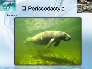  Perissodactyla
Peixe-boi.
 