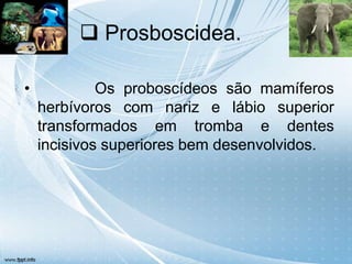  Prosboscidea.

•            Os proboscídeos são mamíferos
    herbívoros com nariz e lábio superior
    transformados em tromba e dentes
    incisivos superiores bem desenvolvidos.
 