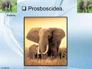  Prosboscidea.
Elefante.
 