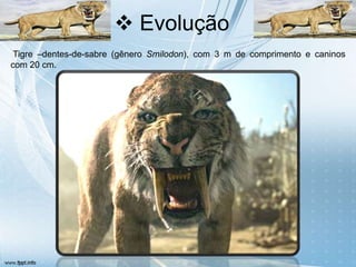  Evolução
 Tigre –dentes-de-sabre (gênero Smilodon), com 3 m de comprimento e caninos
com 20 cm.
 