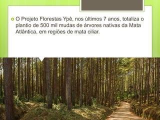  O Projeto Florestas Ypê, nos últimos 7 anos, totaliza o
plantio de 500 mil mudas de árvores nativas da Mata
Atlântica, em regiões de mata ciliar.
 