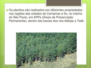  Os plantios são realizados em diferentes propriedades
nas regiões das cidades de Campinas e Itu, no interior
de São Paulo, em APPs (Áreas de Preservação
Permanente), dentro das bacias dos rios Atibaia e Tietê.
 
