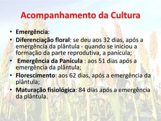 Acompanhamento da Cultura
• Emergência:
• Diferenciação floral: se deu aos 32 dias, após a
emergência da plântula - quando se iniciou a
formação da parte reprodutiva, a panícula;
• Emergência da Panícula : aos 51 dias após a
emergência da plântula;
• Florescimento: aos 62 dias, após a emergência da
plântula;
• Maturação fisiológica: 84 dias após a emergência
da plântula.
 
