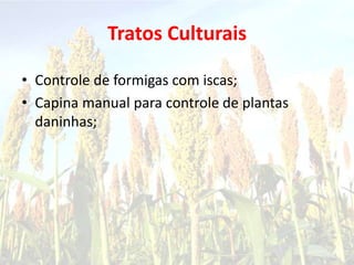 Tratos Culturais
• Controle de formigas com iscas;
• Capina manual para controle de plantas
daninhas;
 