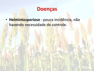 Doenças
• Helmintosporiose - pouca incidência, não
havendo necessidade de controle.
 