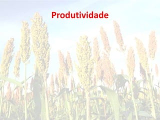 Produtividade
 