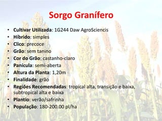 Sorgo Granífero
• Cultivar Utilizada: 1G244 Daw AgroSciencis
• Híbrido: simples
• Clico: precoce
• Grão: sem tanino
• Cor do Grão: castanho-claro
• Panícula: semi-aberta
• Altura da Planta: 1,20m
• Finalidade: grão
• Regiões Recomendadas: tropical alta, transição e baixa,
subtropical alta e baixa
• Plantio: verão/safrinha
• População: 180-200.00 pl/ha
 