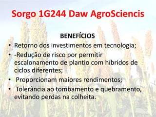 Sorgo 1G244 Daw AgroSciencis
BENEFÍCIOS
• Retorno dos investimentos em tecnologia;
• -Redução de risco por permitir
escalonamento de plantio com híbridos de
ciclos diferentes;
• Proporcionam maiores rendimentos;
• Tolerância ao tombamento e quebramento,
evitando perdas na colheita.
 