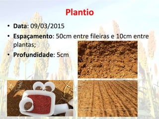 Plantio
• Data: 09/03/2015
• Espaçamento: 50cm entre fileiras e 10cm entre
plantas;
• Profundidade: 5cm
 
