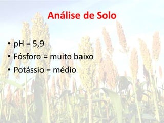 Análise de Solo
• pH = 5,9
• Fósforo = muito baixo
• Potássio = médio
 