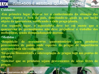 CUIDADOS E MEDIDAS QUARENTENÁRIAS
Cuidados:
-Em primeiro lugar deve-se ter o conhecimento da situação das
pragas, dentro e fora do país, detectando-se quais as que serão
objeto da quarentena, verificando o ciclo praga/planta.
-Em segundo lugar, o especialista deve ter em mente que a
quarentena de germoplasma não deve prejudicar o trabalho dos
melhoristas, sendo demasiadamente morosa.
•Medidas :
•Requisição de tratamentos quarentenários para produtos
provenientes de países onde espécies de pragas de importância
quarentenária são conhecidas.
•Inspeção fitossanitária e interceptação de pragas logo nos pontos de
entrada
•Solicitar que os produtos sejam provenientes de áreas livres de
pragas
Foto: Quarentena de Heliconia, no IAC.

 
