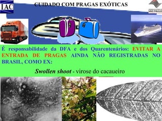 CUIDADO COM PRAGAS EXÓTICAS

É responsabilidade da DFA e dos Quarentenários: EVITAR A
ENTRADA DE PRAGAS AINDA NÃO REGISTRADAS NO
BRASIL, COMO EX:

Swollen shoot - virose do cacaueiro

 