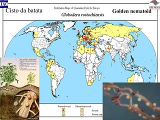 Cisto da batata

Golden nematoid

 