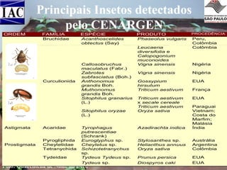 Principais Insetos detectados
pelo CENARGEN
ORDEM

FAMÍLIA
Bruchidae

Curculionida

ESPÉCIE
Acanthoscelides
obtectus (Say)

Callosobruchus
maculatus (Fabr.)
Zabrotes
subfasciatus (Boh.)
Anthonomus
grandis Boh.
Muthonomus
grandis Boh.
Sitophilus granarius
(L.)
Sitophilus oryzae
(L.)

Astigmata

Acaridae

Prostigmata

Pyrogliphida
Cheyletidae
Tetranychida
Tydeidae

Tyrophagus
putrescentiae
(Schrank)
Euroglyphus sp.
Cheyletus sp.
Schizotetranychus
sp.
Tydeus Tydeus sp.
Tydeus sp.

Foto: Quarentena de Noni, no IAC.

PRODUTO
Phaseolus vulgaris
Leucaena
diversifolia e
Calopogonium
muconoides
Vigna sinensis

PROCEDÊNCIA

Peru,
Colômbia
Colômbia

Nigéria

Vigna sinensis

Nigéria

Gossypium
hirsutum
Triticum aestivum

EUA

Triticum aestivum
x secale cereale
Triticum aestivum
Oryza sativa

EUA

França

Azadirachta indica

Paraguai
Vietnam;
Costa do
Marfim;
Malásia
Índia

Stylosanthes sp.
Helianthus annuus
Oryza sativa

Austrália
Argentina
Colômbia

Prunus persica
Diospyros caki

EUA
EUA

 