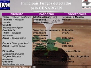 Principais Fungos detectados
pelo CENARGEN
PRODUTO
Trigo - Triticum aestivum
Triticale - Triticumsecale
Cevada
Hordeum vulgare
Brachiaria
Trigo – Triticum
aestivum
Arroz - Oryza sativa
Caqui - Diospyrus kaki
Arroz - Oryza sativa

PATÓGENO
Tilletia indica
Drechslera
australiensis

PROCEDÊNCIA
Uruguai e México
México

Fusarium acuminatum
Drechslera
australiensis
Drechslera
australiensis
Phomopsis diospyri
Drechslera
hawaiiensis
Colletotrichum capsici

Colombia
U.S.A.

Pimentão
Capsicum annuum
Trigo – Triticum
Tilletia controversa
aestivum
Girassol
Stemphylium
botryosum
Helianthus annuus
Foto: Quarentena de Citrus, no IAC

Colombia
U.S.A
Colombia
Taiwan – China

Alemanha, Argentina e
Ucrânia
Argentina

 