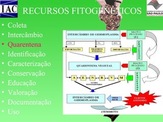 RECURSOS FITOGENÉTICOS
•
•
•
•
•
•
•
•
•
•

Coleta
Intercâmbio
Quarentena
Identificação
Caracterização
Conservação
Educação
Valoração
Documentação
Uso

 