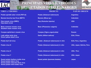 PRINCIPAIS VÍRUS E VIRÓIDES
DETECTADOS PELO CENARGEN
VIRUS e VIROIDES

PRODUTO

PAÍS DE ORIGEM

Potato spindle tuber viroid (PSTvd)

Potato (Solanum tuberosum)

Argentina

Banana bunchy top Virus (BBTV)

Banana (Musa sp.)

Indonésia

Hop mosaic vírus (HMV))
Hop latent viroid

Hop (Humulus lupulus)

USA

Bean common mosaic virus
Southern bean mosaic virus

Bean (Phaseolus vulgaris)

Colômbia

Cowpea aphid-born mosaic virus

Cowpea (Vigna unguiculata)

Russia

Leek yellow strip virus
Onion yellow dwarf virus

Garlic (Allium sativus)

EUA, China

Potato leaf roll virus

Potato (Solanum tuberosum) in vitro

EUA, Peru, Argentina

Potato vírus S

Potato (Solanum tuberosum) in vitro

USA, Japan, Bolívia, Peru

Potato virus X

Potato (Solanum tuberosum) in vitro

USA, Peru

Potato virus Y

Potato (Solanum tuberosum) in vitro

USA, Japan

Sweet potato feathery motle virus
Sweet potato latent virus
Sweet potato chlorotic fleck virus
Sweet potato mild mottle virus

Sweet potato (Ipomoea batatas)

Japan

Foto: Quarentena de Batata, no IAC.

 