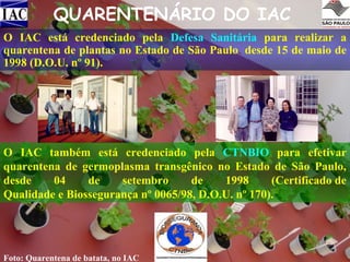 QUARENTENÁRIO DO IAC
O IAC está credenciado pela Defesa Sanitária para realizar a
quarentena de plantas no Estado de São Paulo, desde 15 de maio de
1998 (D.O.U. nº 91).

O IAC também está credenciado pela CTNBIO para efetivar
quarentena de germoplasma transgênico no Estado de São Paulo,
desde
04
de
setembro
de
1998
(Certificado de
Qualidade e Biossegurança nº 0065/98, D.O.U. nº 170).
     

Foto: Quarentena de batata, no IAC

 