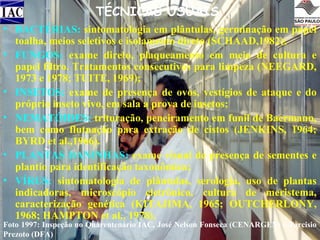 TÉCNICAS USUAIS
• BACTÉRIAS: sintomatologia em plântulas, germinação em papel
toalha, meios seletivos e isolamento direto (SCHAAD,1982);
• FUNGOS: exame direto, plaqueamento em meio de cultura e
papel filtro. Tratamentos consecutivos para limpeza (NEEGARD,
1973 e 1978; TUITE, 1969);
• INSETOS: exame de presença de ovos, vestígios de ataque e do
próprio inseto vivo, em sala a prova de insetos;
• NEMATÓIDES: trituração, peneiramento em funil de Baermann,
bem como flutuação para extração de cistos (JENKINS, 1964;
BYRD et al.,1966).
• PLANTAS DANINHAS: exame visual de presença de sementes e
plantio para identificação taxonômica;
• VÍRUS: sintomatologia de plântulas, serologia, uso de plantas
indicadoras, microscópio eletrônico, cultura de meristema,
caracterização genética (KITAJIMA, 1965; OUTCHERLONY,
1968; HAMPTON et al., 1978).
Foto 1997: Inspeção no Quarentenário IAC, José Nelson Fonseca (CENARGEN) e Tarcisio
Prezoto (DFA)

 
