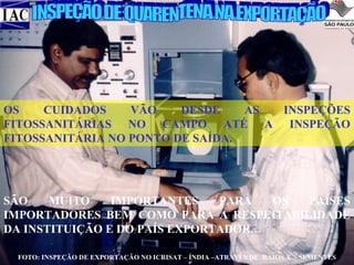 OS
CUIDADOS
VÃO
DESDE
AS
INSPEÇÕES
FITOSSANITÁRIAS NO CAMPO ATÉ A INSPEÇÃO
FITOSSANITÁRIA NO PONTO DE SAÍDA.

SÃO
MUITO
IMPORTANTES
PARA
OS
PAÍSES
IMPORTADORES BEM COMO PARA A RESPEITABILIDADE
DA INSTITUIÇÃO E DO PAÍS EXPORTADOR.
FOTO: INSPEÇÃO DE EXPORTAÇÃO NO ICRISAT – ÍNDIA –ATRAVÉS DE RAIOS X - SEMENTES

 