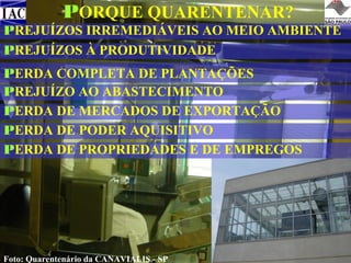 PORQUE QUARENTENAR?

PREJUÍZOS IRREMEDIÁVEIS AO MEIO AMBIENTE
PREJUÍZOS À PRODUTIVIDADE
PERDA COMPLETA DE PLANTAÇÕES
PREJUÍZO AO ABASTECIMENTO
PERDA DE MERCADOS DE EXPORTAÇÃO
PERDA DE PODER AQUISITIVO
PERDA DE PROPRIEDADES E DE EMPREGOS

Foto: Quarentenário da CANAVIALIS - SP

 