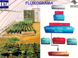 FLUXOGRAMA

QUARENTENÁRIO
HYDERABAD -ÍNDIA

 