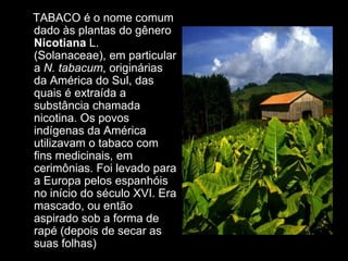 O TABACO é o nome comum
  dado às plantas do gênero
  Nicotiana L.
  (Solanaceae), em particular
  a N. tabacum, originárias
  da América do Sul, das
  quais é extraída a
  substância chamada
  nicotina. Os povos
  indígenas da América
  utilizavam o tabaco com
  fins medicinais, em
  cerimônias. Foi levado para
  a Europa pelos espanhóis
  no início do século XVI. Era
  mascado, ou então
  aspirado sob a forma de
  rapé (depois de secar as
  suas folhas)
 