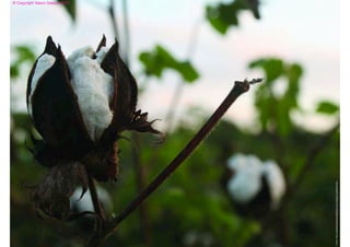 © Copyright Vasco Gaspar, 2011




Image: http://bellaseraorganicmattress.com/organic-materials.php
 
