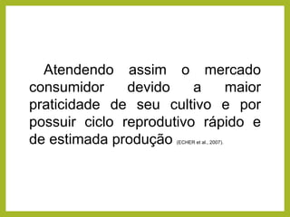 Atendendo assim o mercado
consumidor devido a maior
praticidade de seu cultivo e por
possuir ciclo reprodutivo rápido e
de estimada produção (ECHER et al., 2007).
 