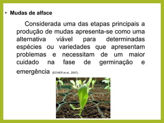 • Mudas de alface
Considerada uma das etapas principais a
produção de mudas apresenta-se como uma
alternativa viável para determinadas
espécies ou variedades que apresentam
problemas e necessitam de um maior
cuidado na fase de germinação e
emergência (ECHER et al., 2007).
 
