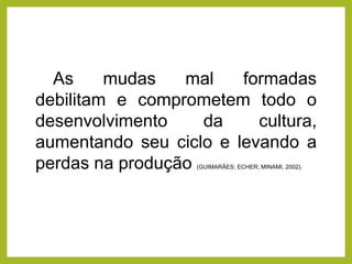 As mudas mal formadas
debilitam e comprometem todo o
desenvolvimento da cultura,
aumentando seu ciclo e levando a
perdas na produção (GUIMARÃES; ECHER; MINAMI, 2002).
 